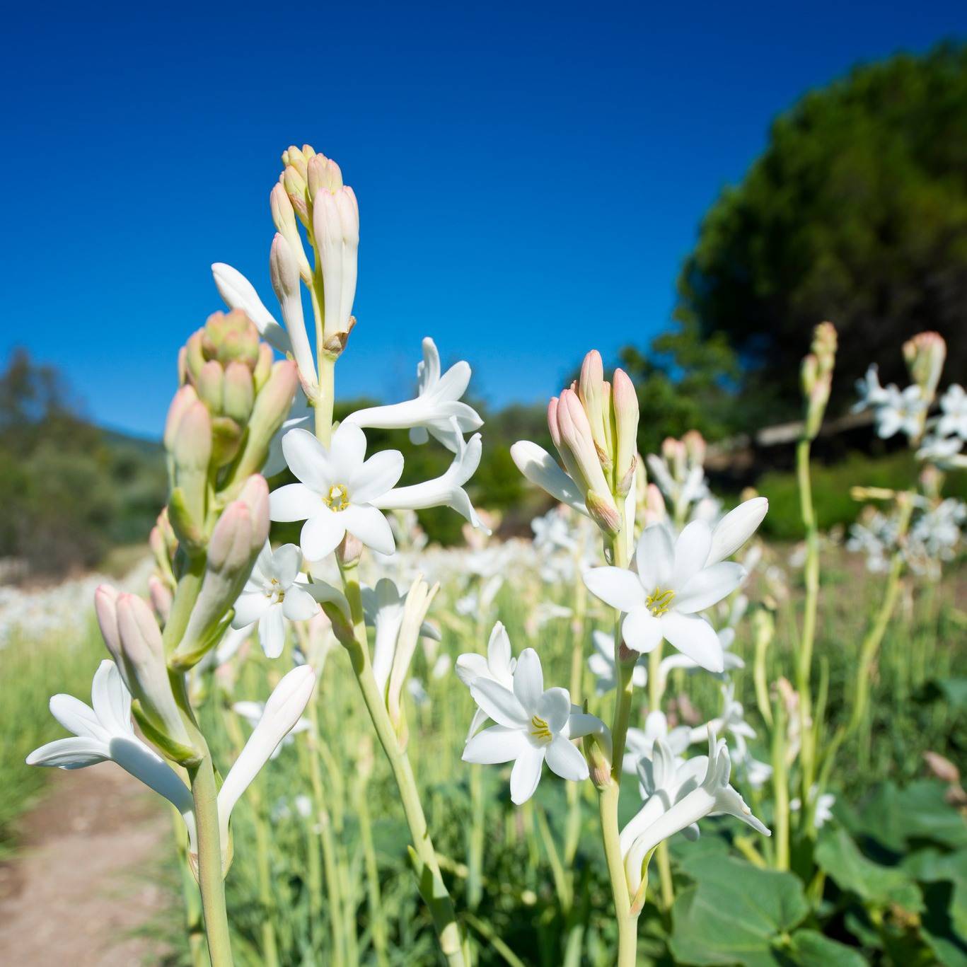 Grasse Mat Les Jardins Du Mip Inaugurent Une Nouvelle Tape