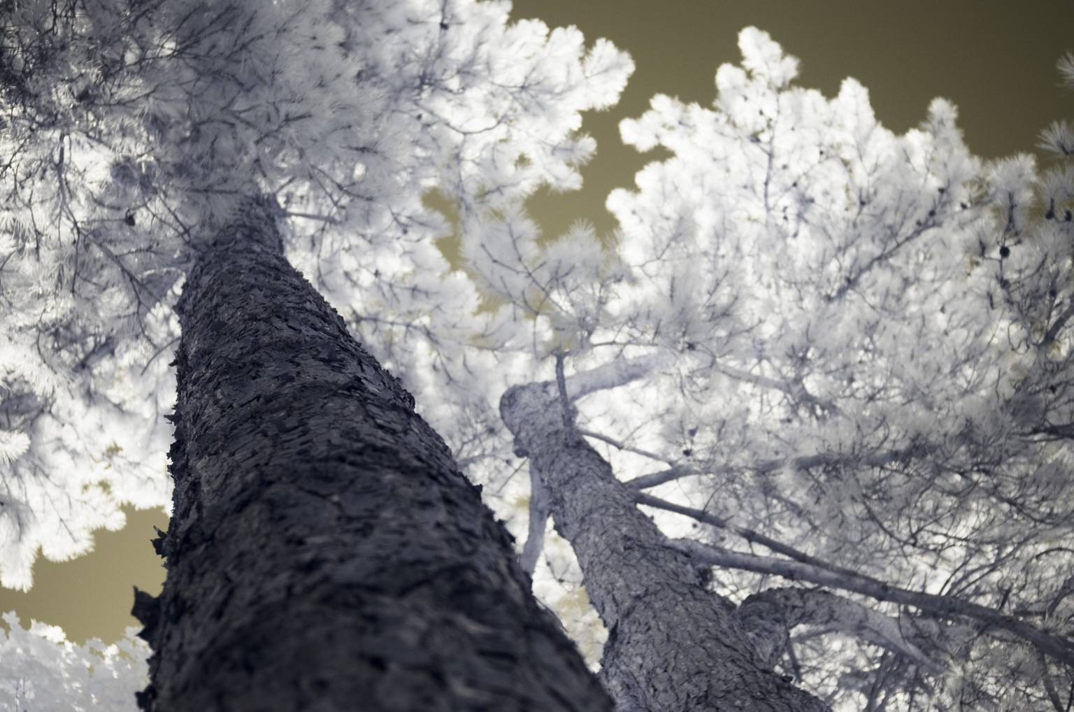 L’hiver en forêt, quatrième partie