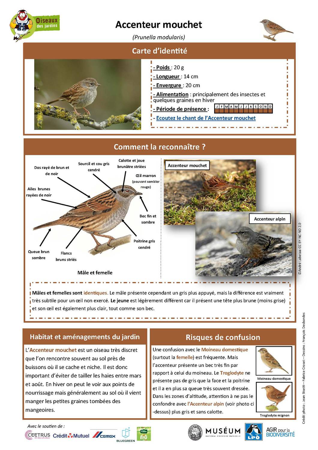 fiche description Accenteur Mouchet