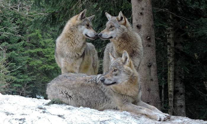 loups du Mercantour