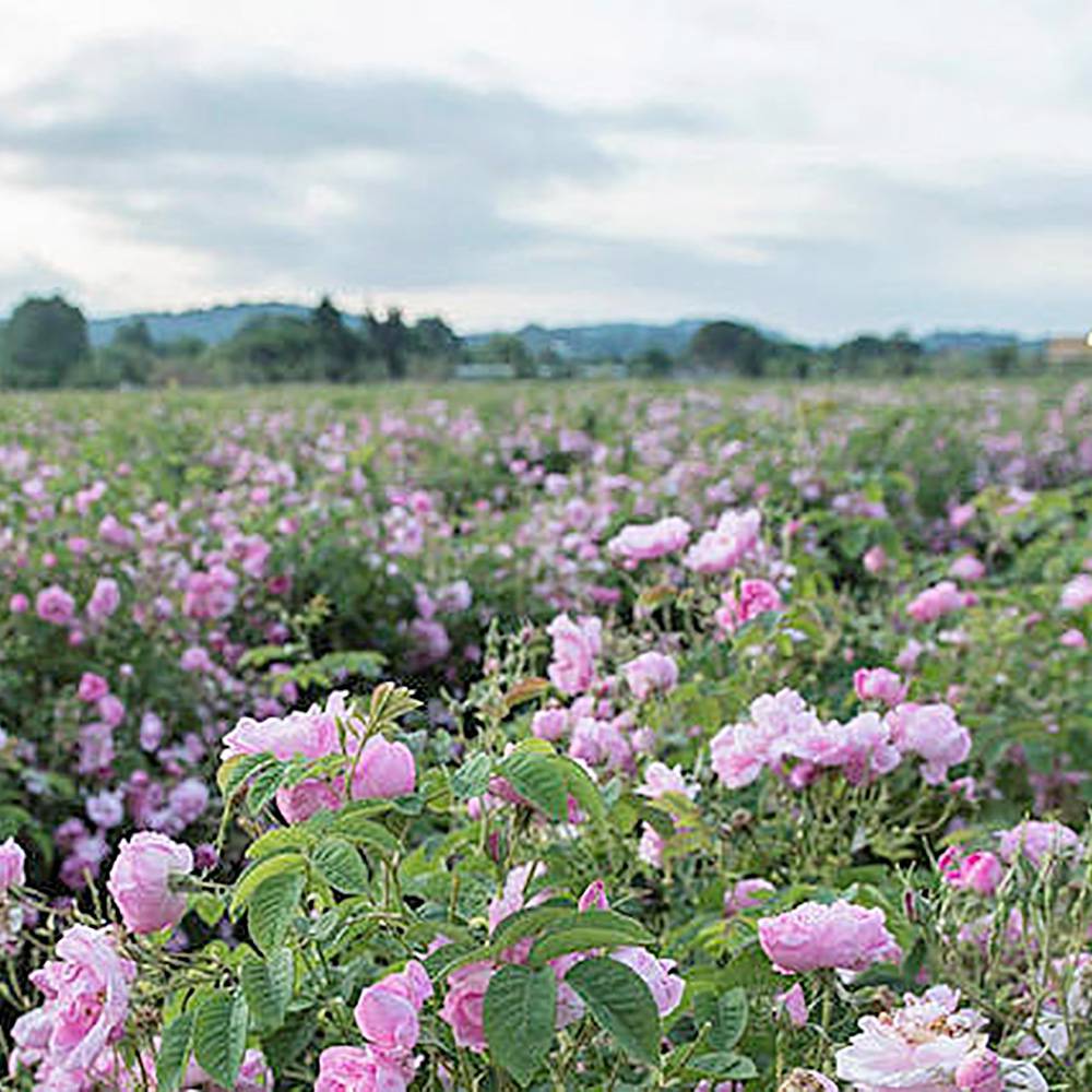 une Rose Une Caresse ; Jardins du MIP ; Pays de Grasse ; Virginie Viegas ; Martine Panneau ; Marie Duchène ;  Pierre Aschieri ; Jérôme Viaud ; Bettina Frohlich ; Solidarité ; CEW France