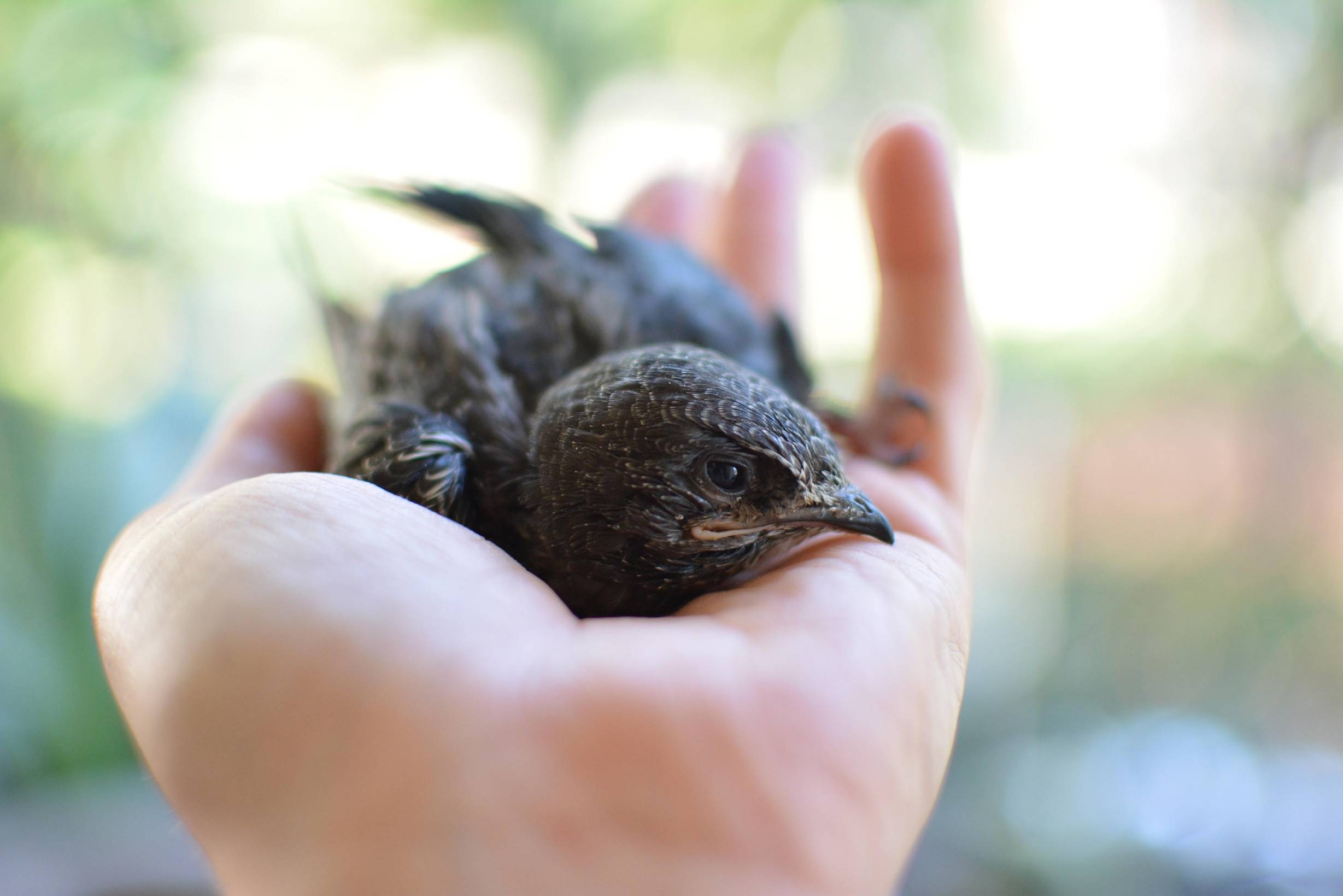 Bientôt un refuge pour les ailes brisées.