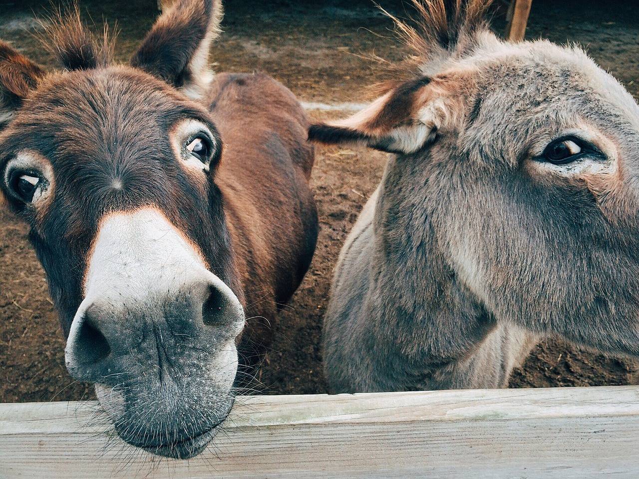 L’Âne de retour à Escragnolles ! The Donkey is back in Escragnolles