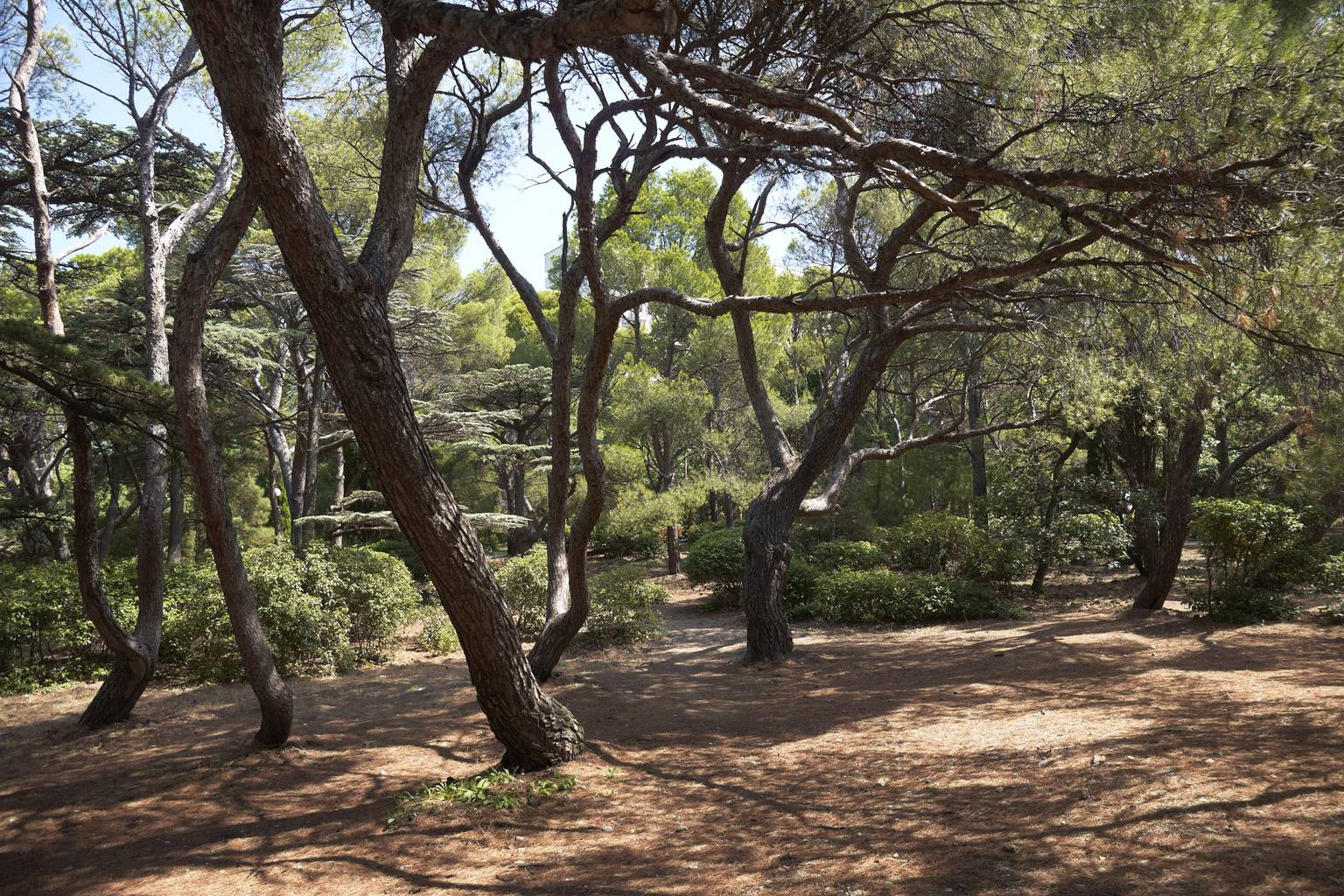 Célébrer la forêt dans sa diversité…