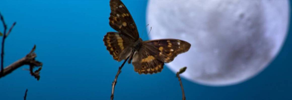 Les Nocturnes du Pays de Grasse 2024  Une soirée pour redécouvrir la beauté du ciel étoilé