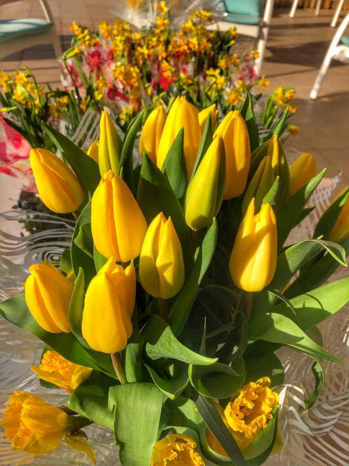 La jonquille, fleur emblématique de la fête des grands-mères,