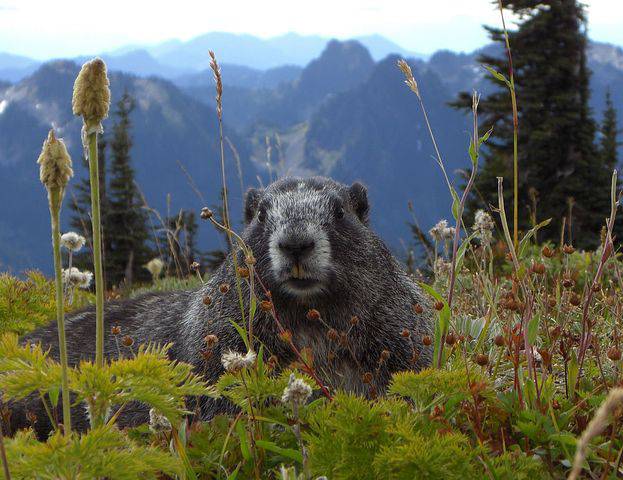 Stop à la chasse à la marmotte