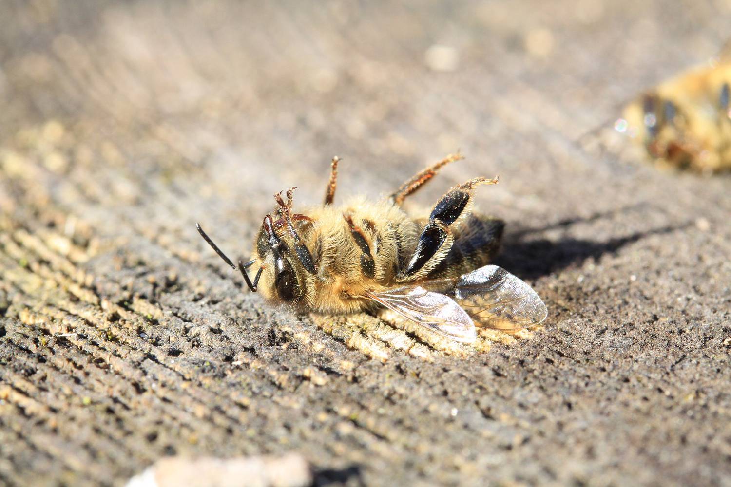 abeille, pesticides