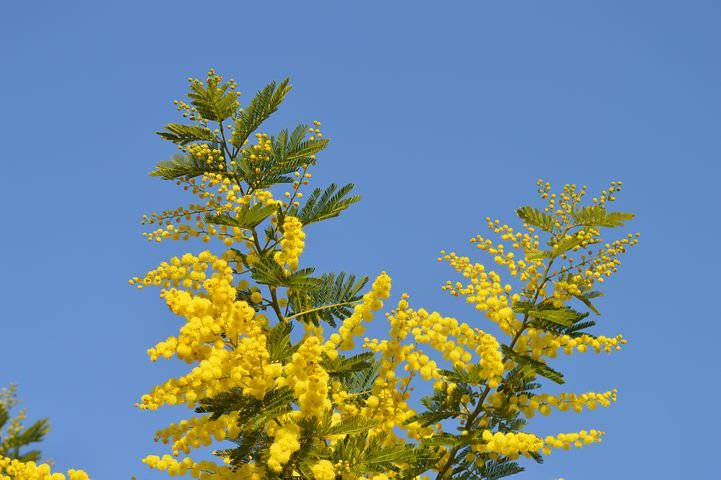 Marché du Mimosa ; Tanneron.