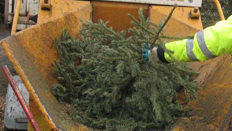 Opération broyage des sapins de Noël : Collecte jusqu'au dimanche 4 février : Opio