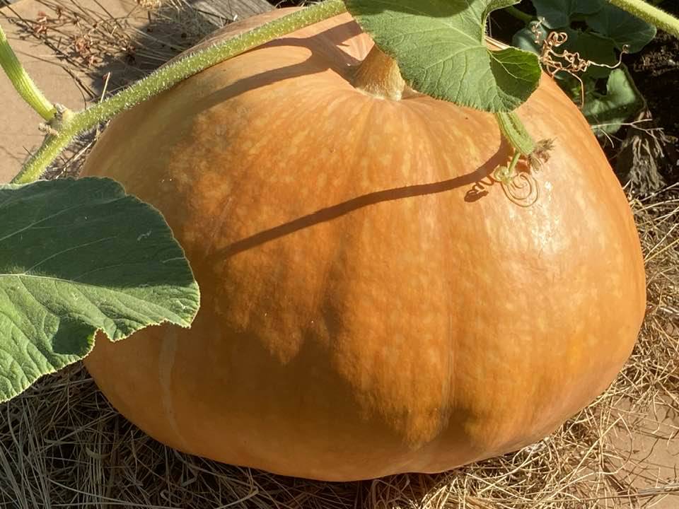 La Fête de la Courge Célèbre ses 20 Ans à Châteauneuf-de-Grasse Une Journée Gourmande et Conviviale à ne pas Manquer !