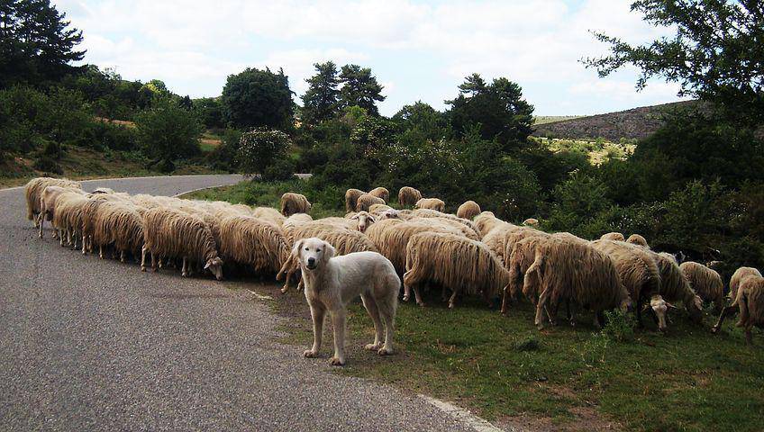 Fête de la Transhumance