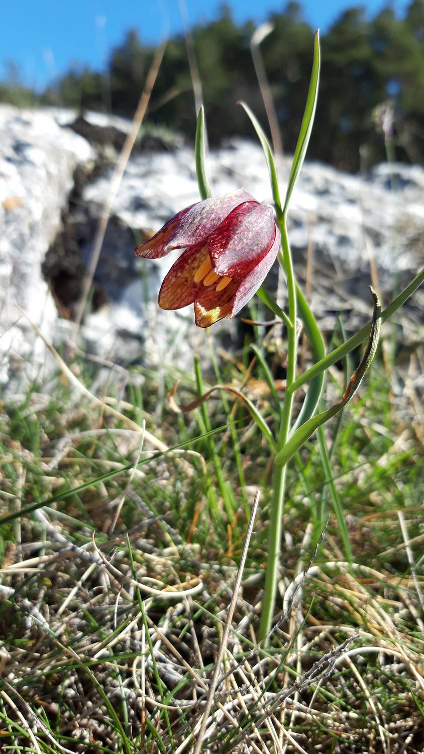 plante, végétale