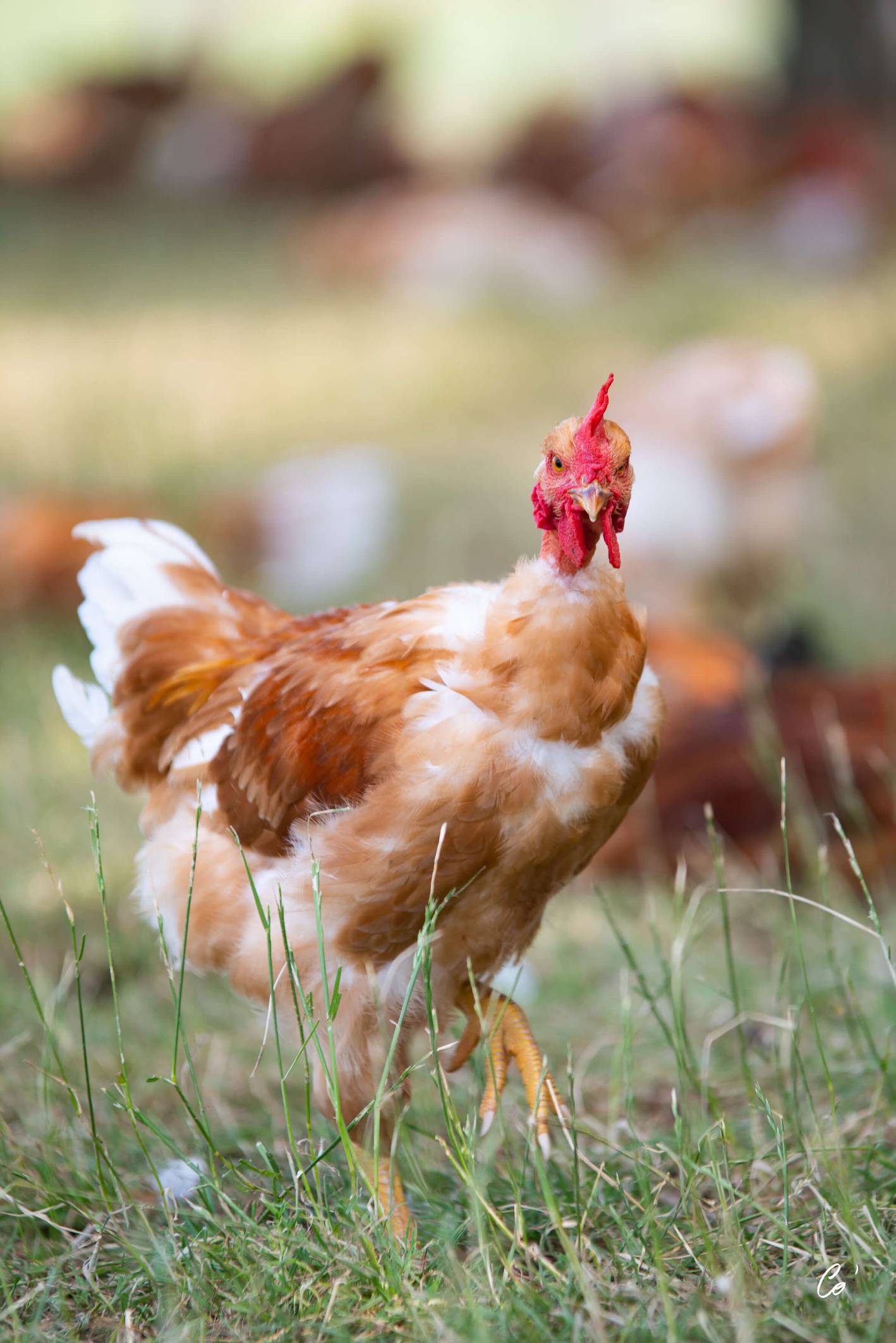 Roulés de poulet au lard