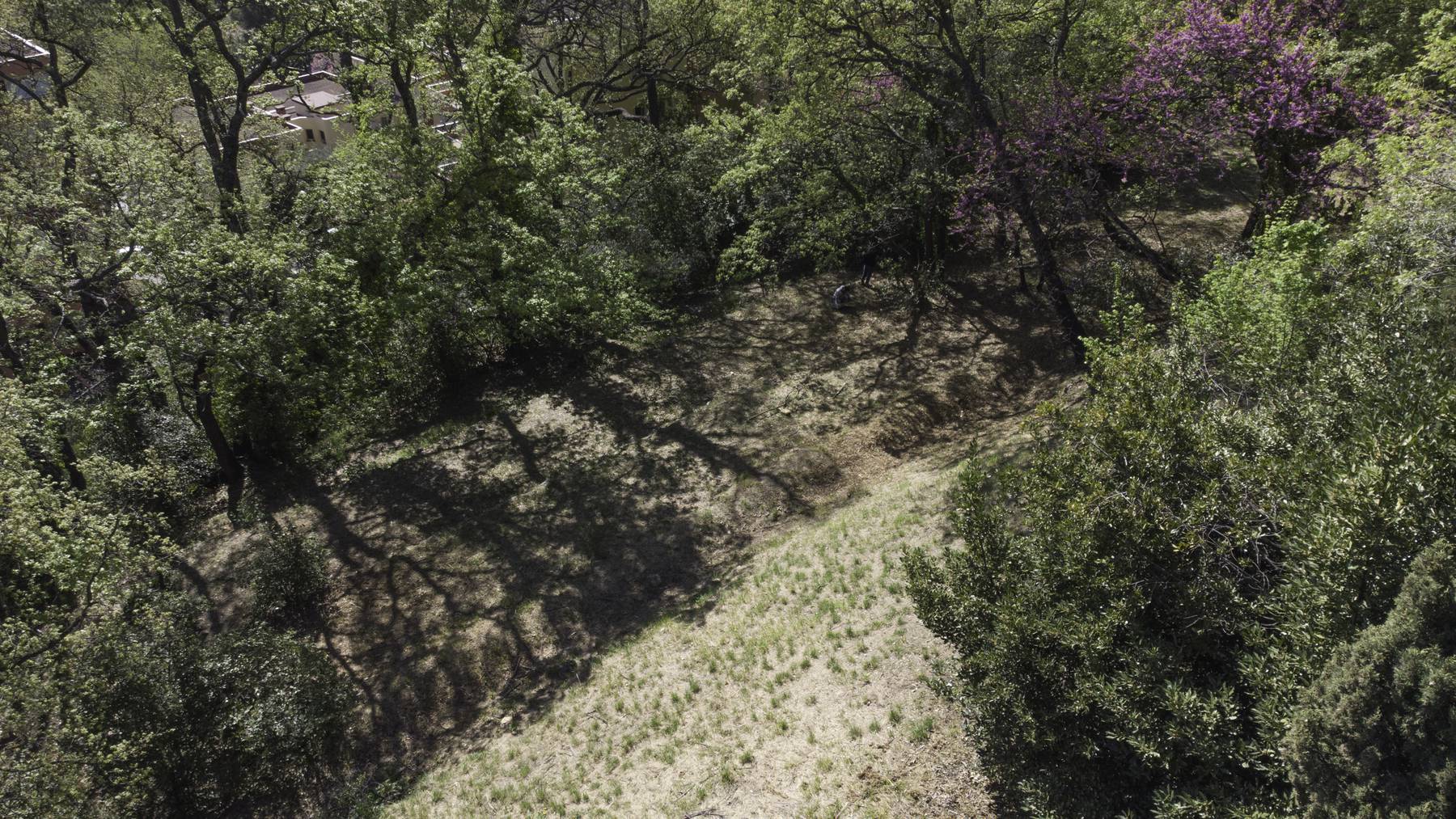 Jardin de plantes à parfum, Prodarom, Asfo Grasse