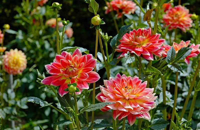 Pensons aux dahlias,