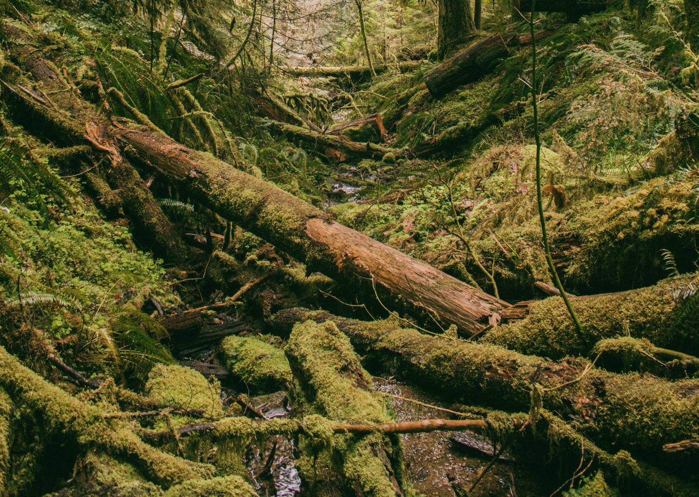 Sierra Club; écologie; San Francisco