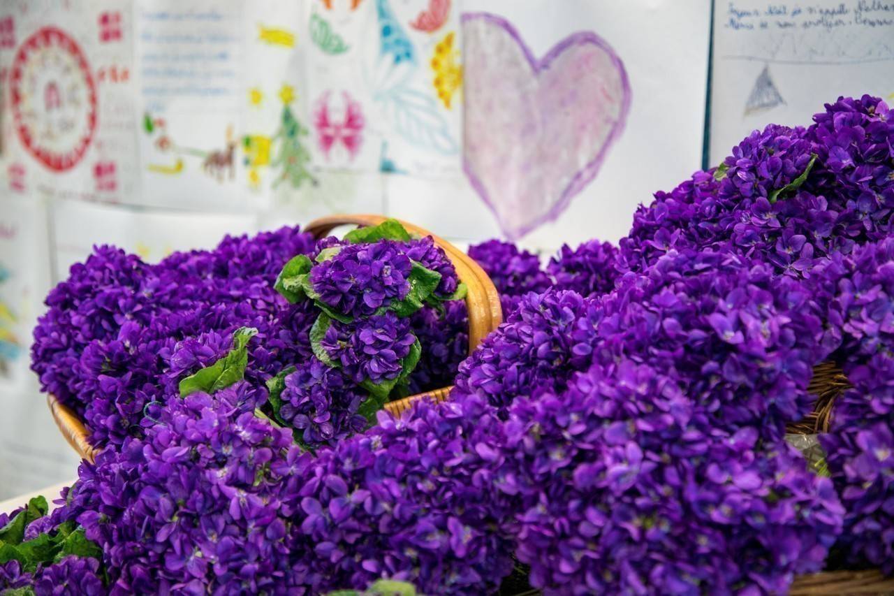 Fête des Violettes ; Tourrettes sur Loup ; Tradition ; Brissaudo ; Marché Provençal ; Défilé ; Bal ;