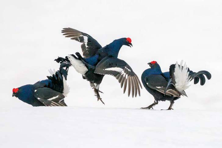 oiseaux, neige