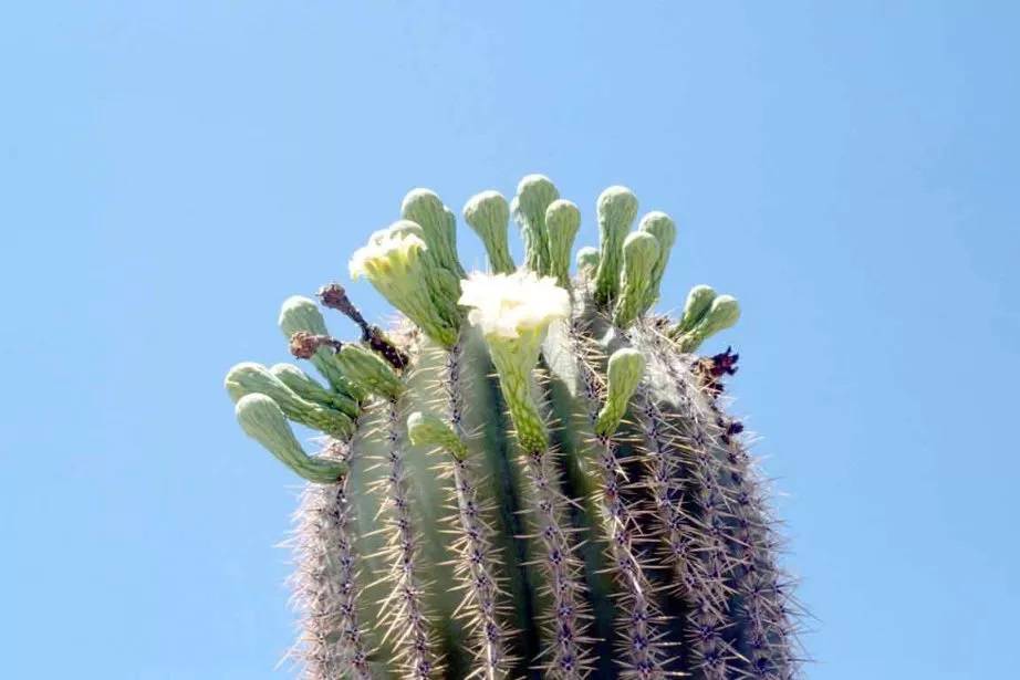 Saguaro Le sage du désert