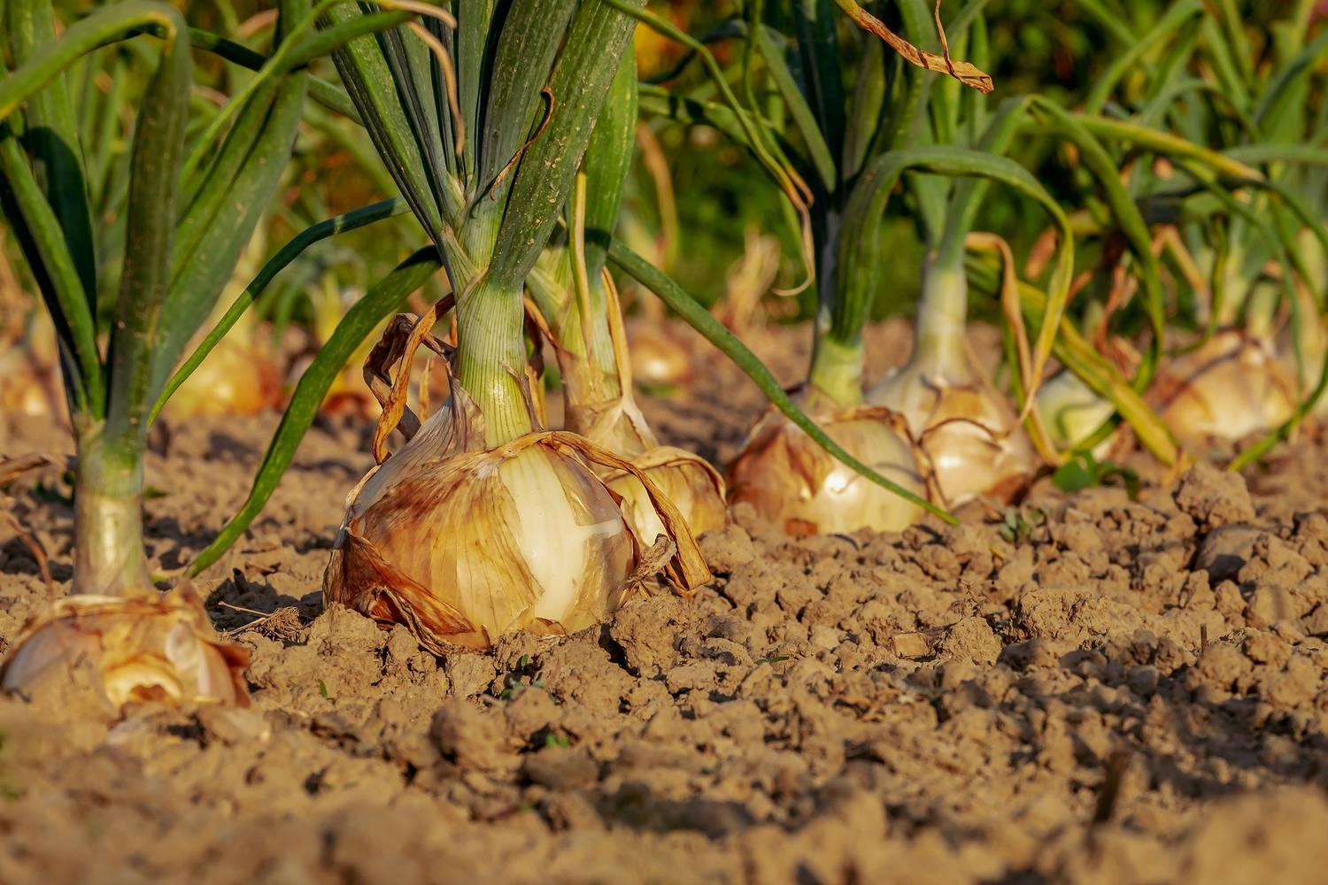 agricole, été