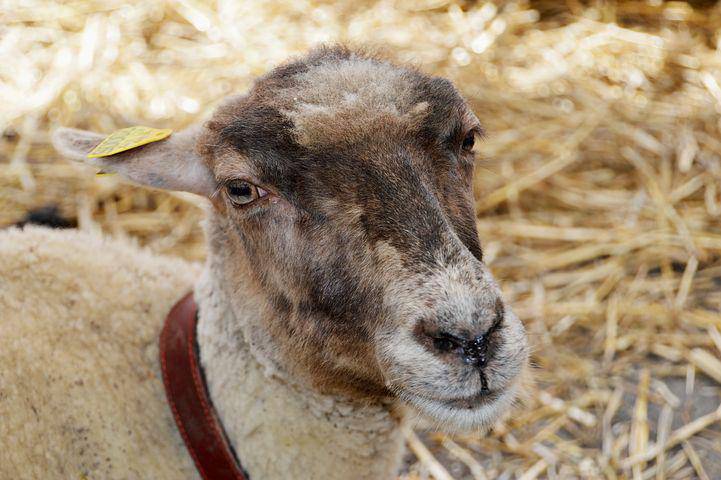 Fête agricole et pastorale du Brusc La tradition a du bon !