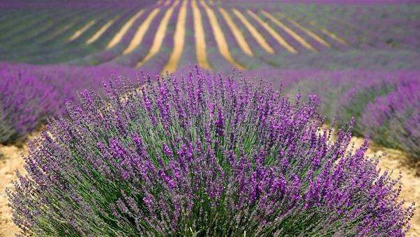 La filière des plantes a parfums ; Pays de Grasse ; Jérôme Viaud; Prodarom ; Philippe Massé