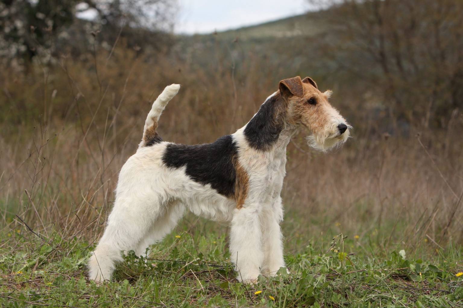 25 décembre, jour du chien