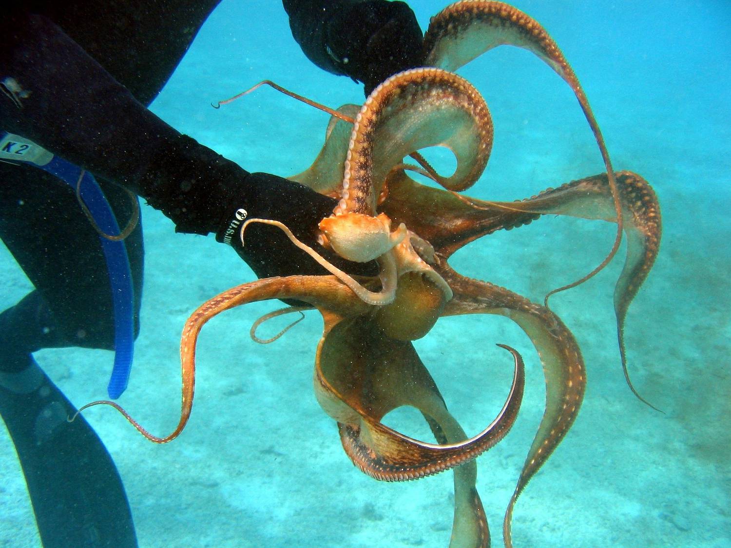 La lutte sur pieuvre- octopus wrestling