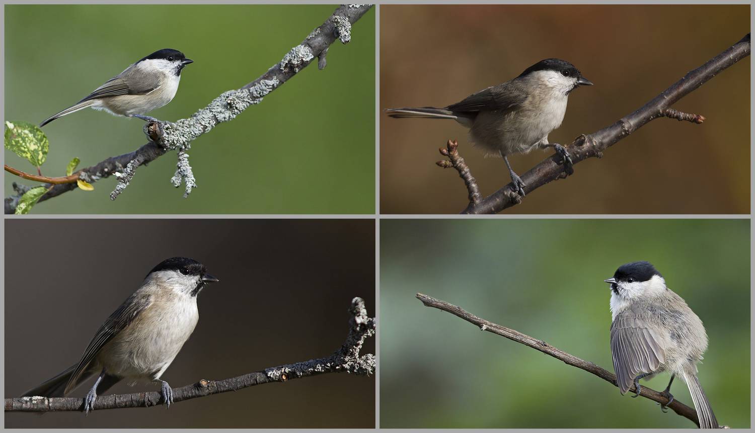 Mésange nonnette