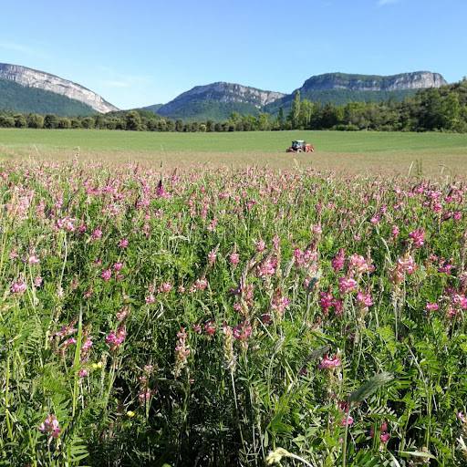 Participez à une cueillette participative de Sainfoin Afin d’assurer une Alimentation Saine pour les Troupeaux de Montagne