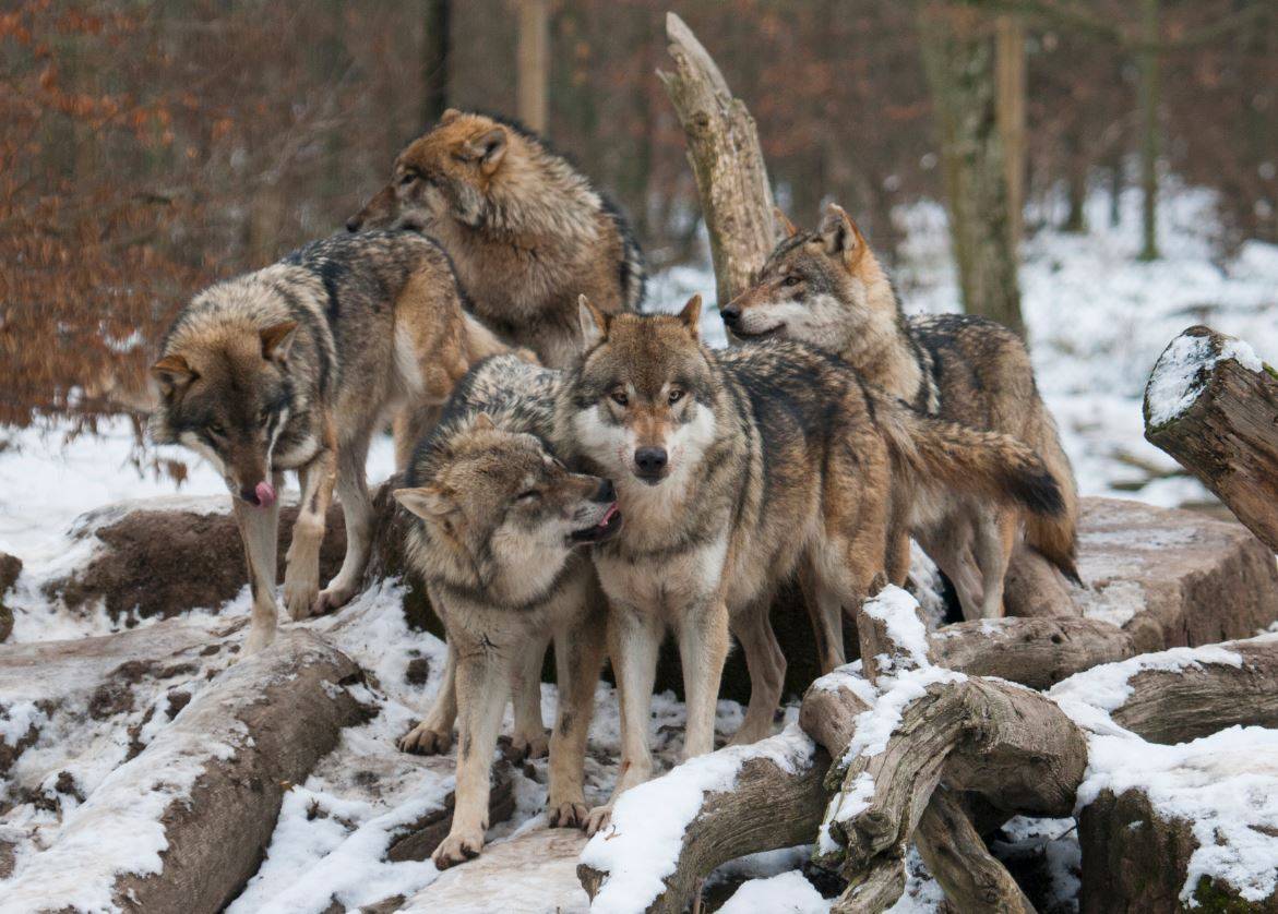 Augmentation de la présence de loups sur le territoire