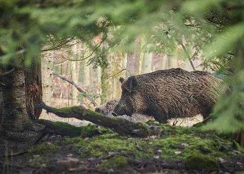 Prudence est mère de sureté ; peste porcine ; Italie ;