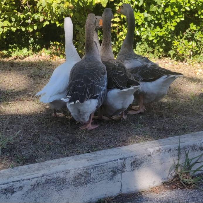 AgriBio 06 ; foire ; marché bio ; animations ; Antibes ; Pierre Koffi Alanda ; Campus vert ; cuisine collaboratif ; tracteur a énergie solaire ; jeux en bois ;