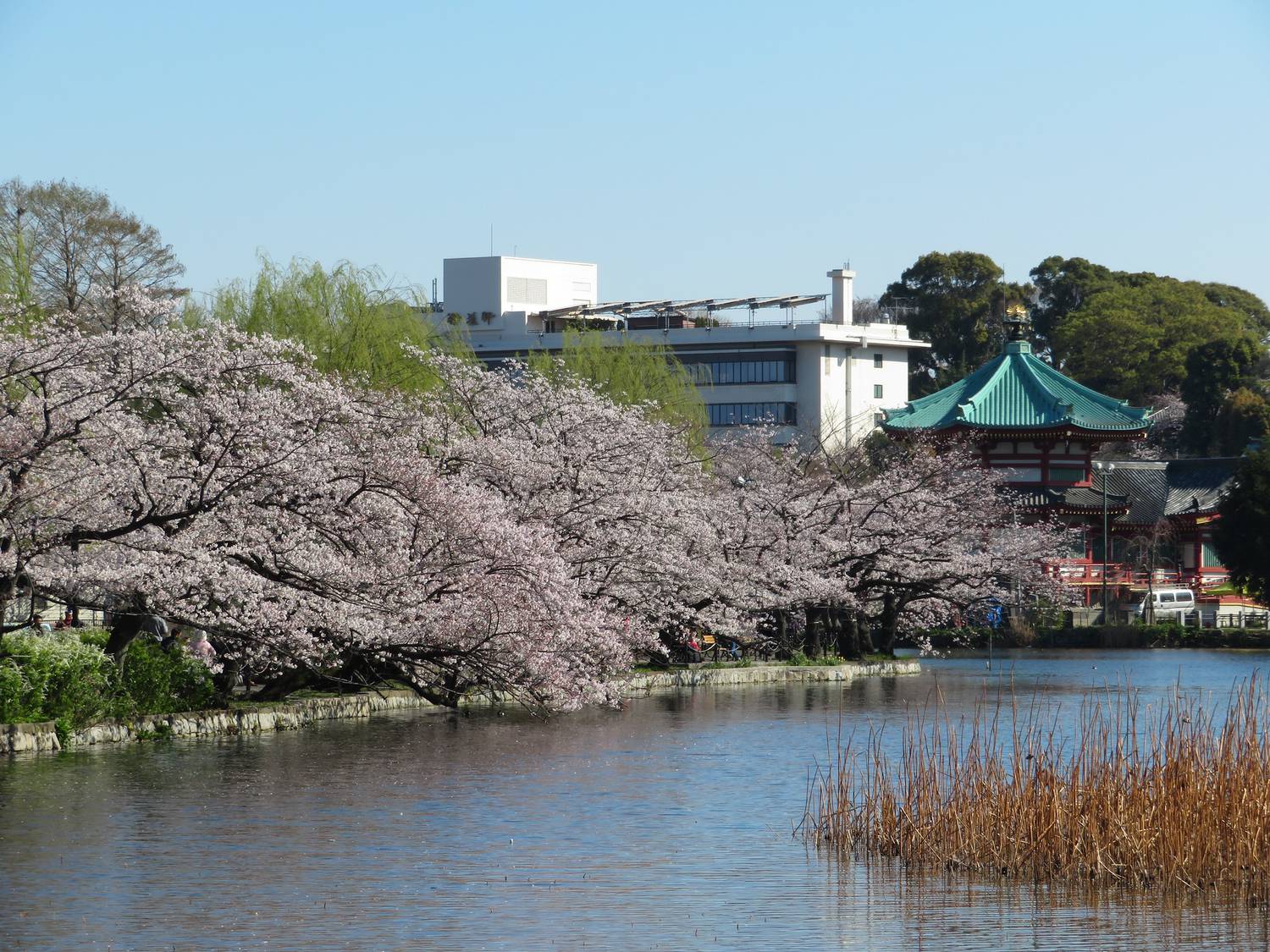 quartier Yanaka ; temple tenno-ji ; parc Ueno ; Tokyo City View ; Akihabara