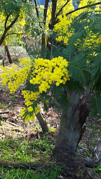 Tanneron, le mimosa et ses compagnons Découverte des Collines fleurie