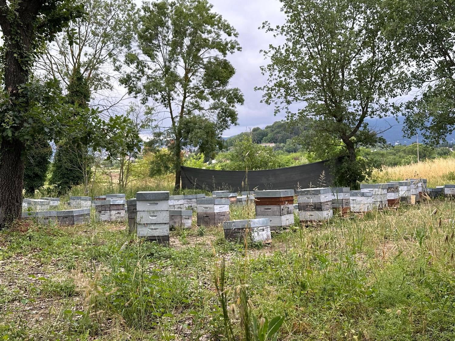 Grasse Inaugure sa Nouvelle Miellerie  Pour Promouvoir la Biodiversité