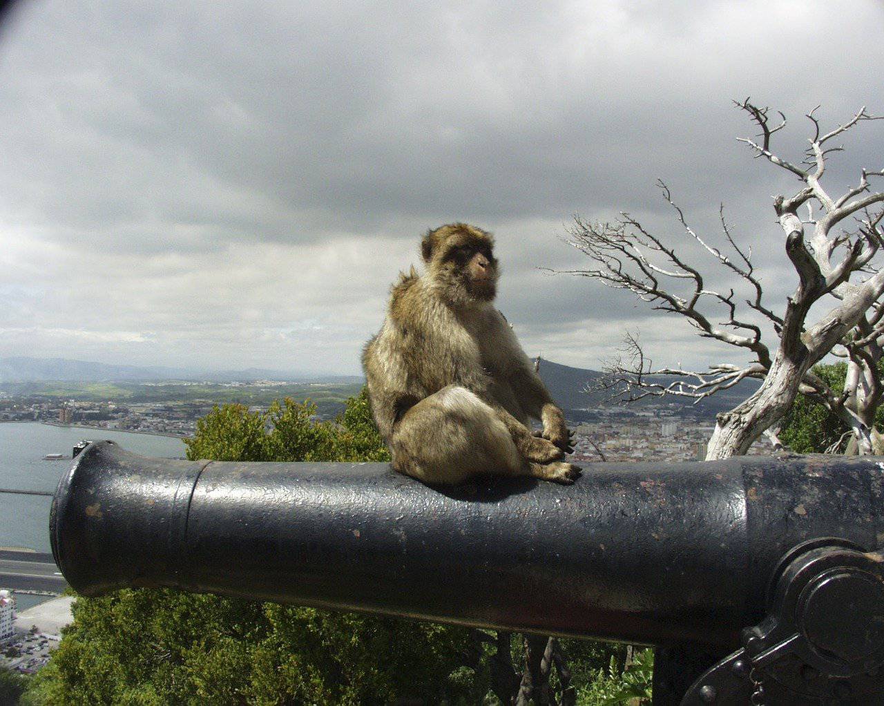 Des singes en Europe ?