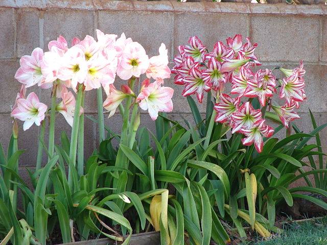 15 octobre, Sainte Thérèse d'Avila, jour de l’Amaryllis ; Journée mondiale du lavage des mains