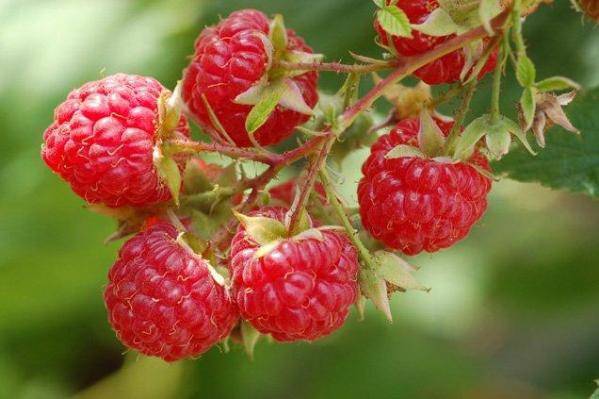 Sablé aux framboises