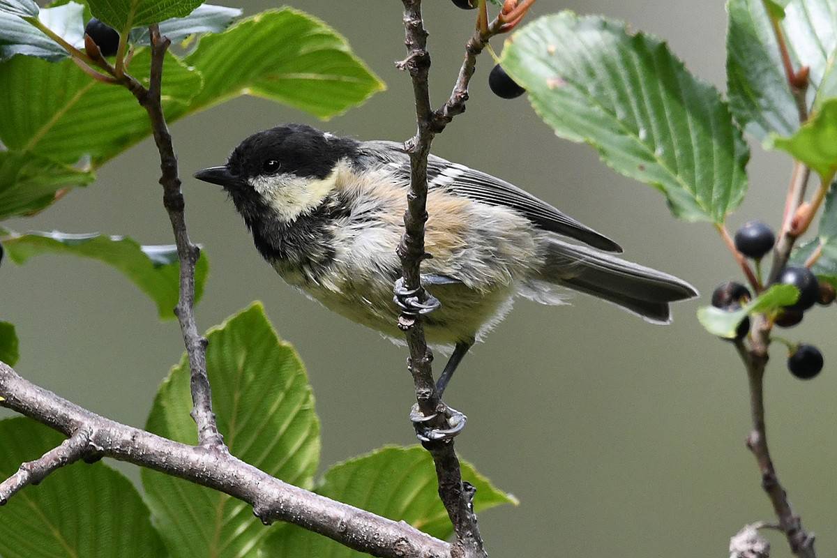 mésange noire