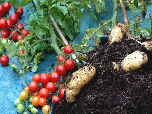 Gratin ; pommes de terre  ; tomates ; Parmesan ; Basilic ; oignons ; huile d'olive ; recette ; Grassemat'Info