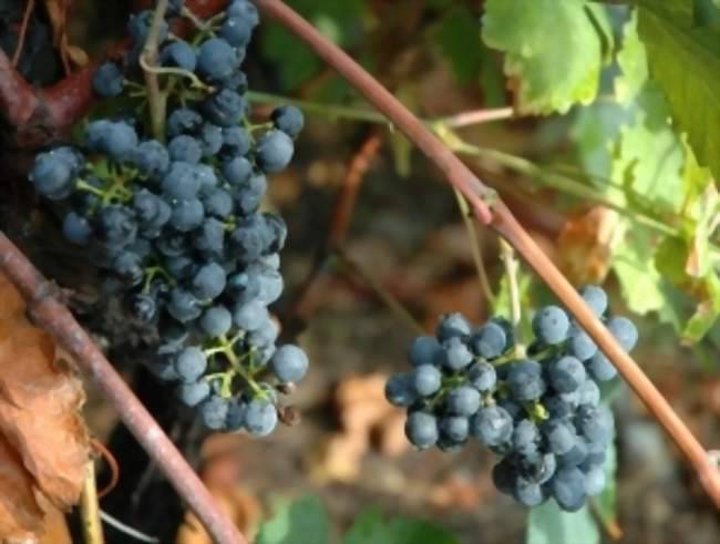 Venez Célébrer les Vendanges Libres à Grasse, Un Rendez-vous Incontournable !