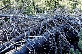 L’hiver en forêt, quatrième partie