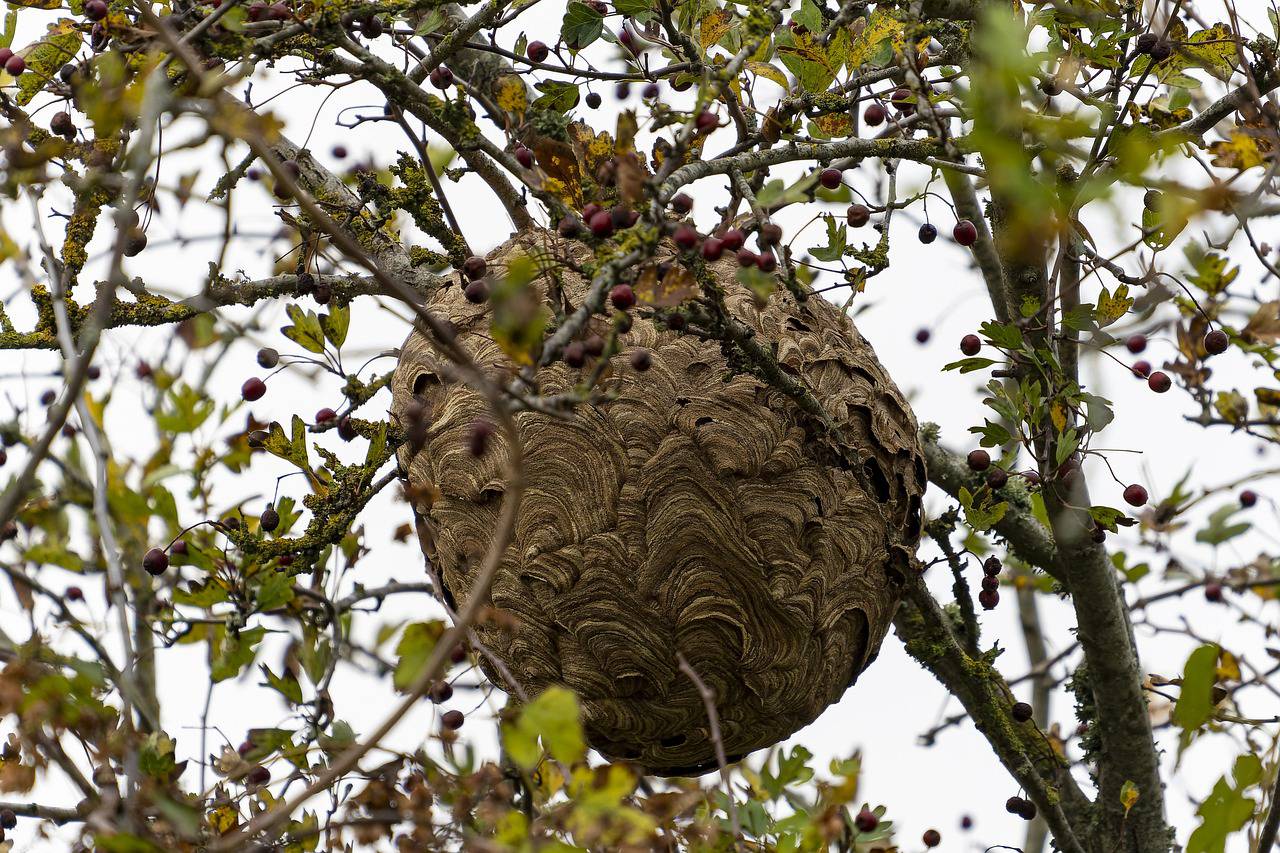 Conférence : Le Frelon asiatique, Un danger pour nos Pollinisateurs