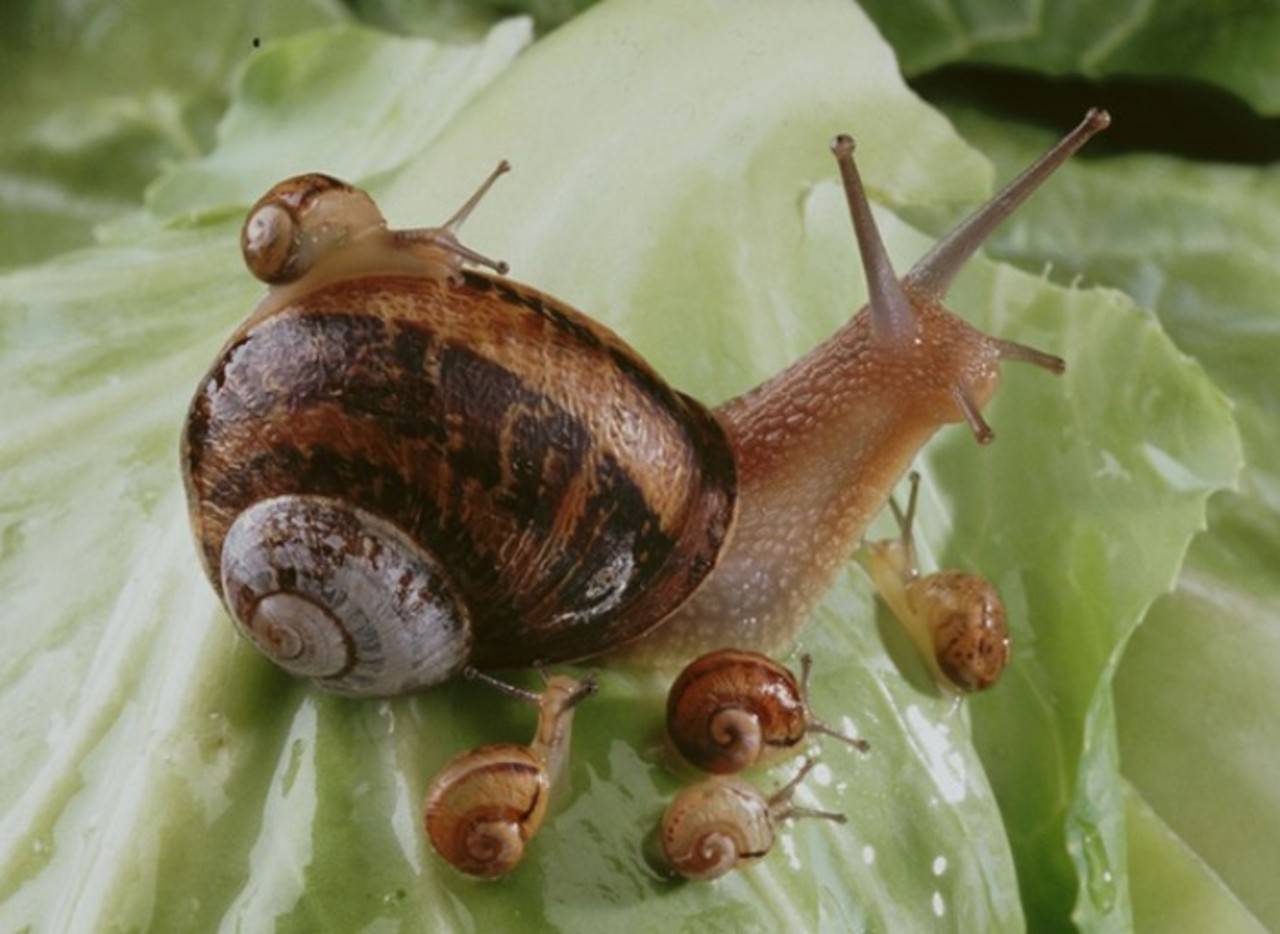 Fricassée d’escargots - Fricassee of snails