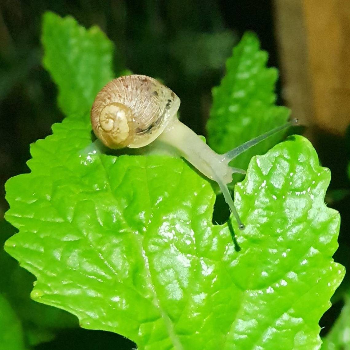 production bio d’Ode à l’escargot