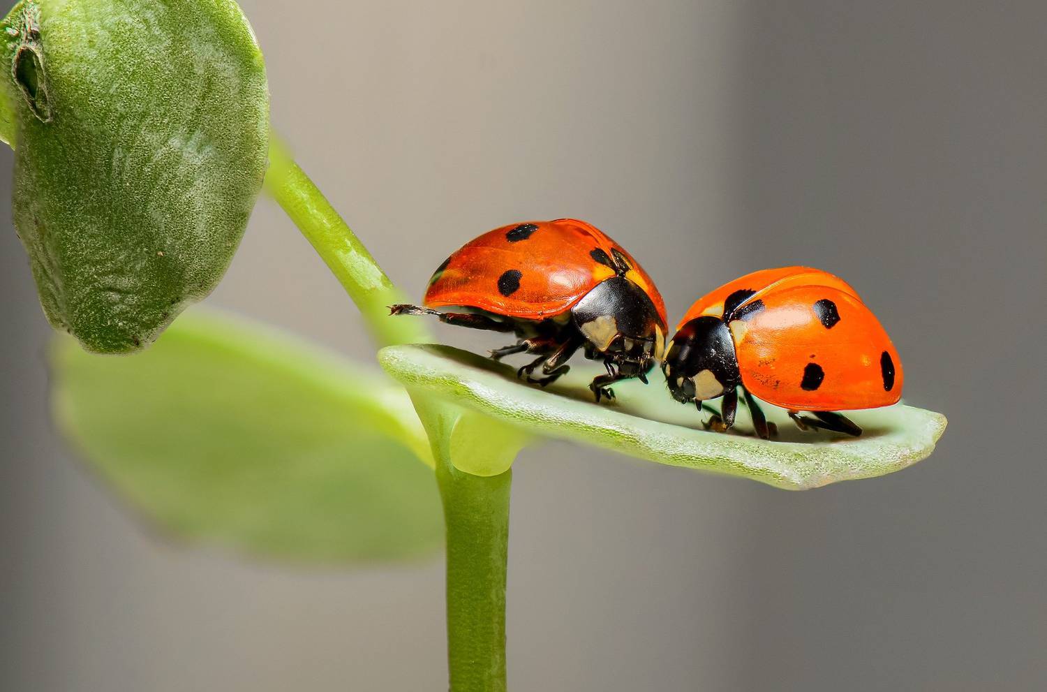 insectes, ateliers