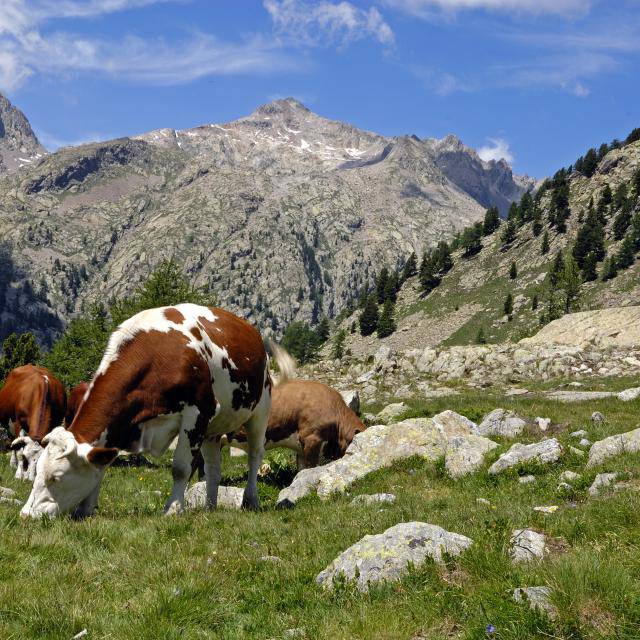 Valorisation de l'agritourisme sur la Côte d'Azur Le CRT Côte d'Azur France, le Département des Alpes-Maritimes et la Chambre d'Agriculture s'engagent