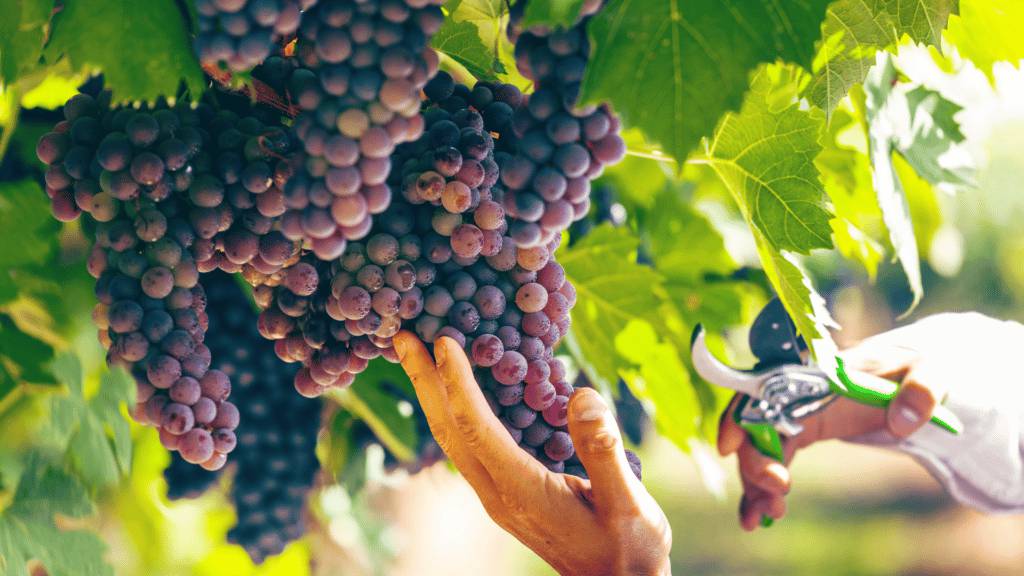 Venez Célébrer les Vendanges Libres à Grasse, Un Rendez-vous Incontournable !